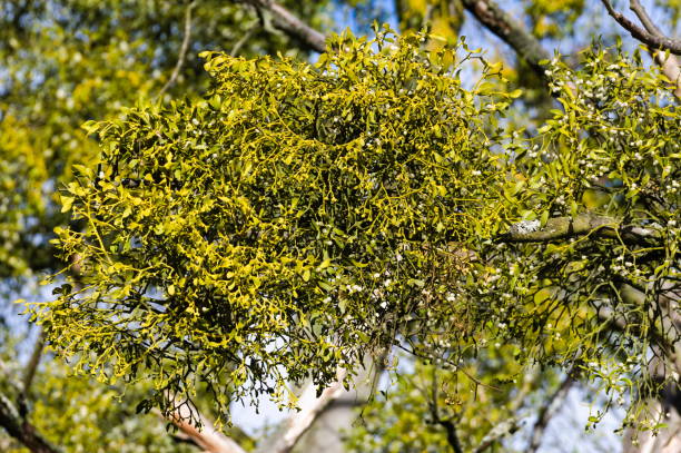 istock Viscum album aka mistletoe is growing on the tree. 1811310723