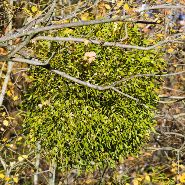 Viscum album aka mistletoe is growing on the tree.