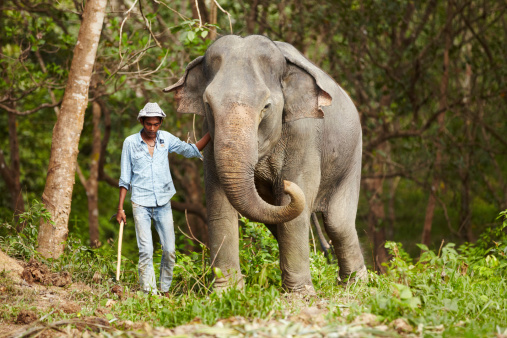 A Thai keeper leading an Asian elephant through the forest - Thailand