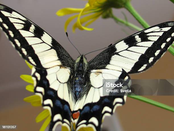 Insieme A Farfalla - Fotografie stock e altre immagini di A mezz'aria - A mezz'aria, Ala di animale, Ammirazione