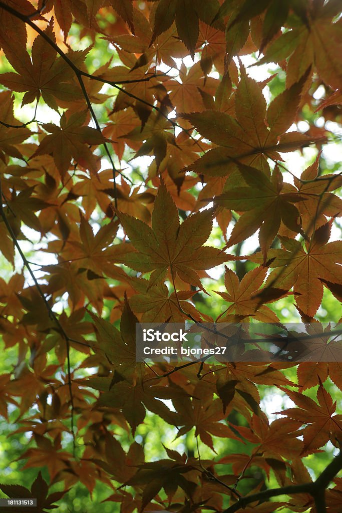 Feuilles d'érable automne orange - Photo de Arbre libre de droits