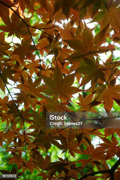 Foto de Outono Folhas De Plátano Laranja e mais fotos de stock de Beleza natural - Natureza - Beleza natural - Natureza, Dia, Exterior