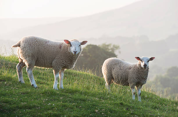 istock two sheep in Yorkshire Dales 181131558