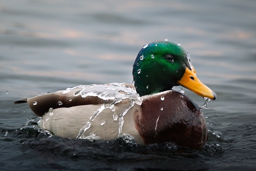 An adorable white and green duck pictured swimming in a body of water, with its head out of the water, looking towards the viewer