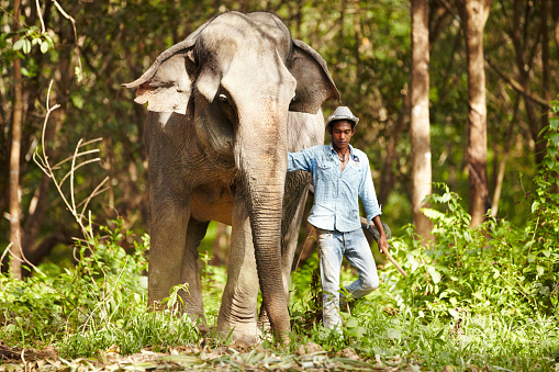 A Thai keeper leading an Asian elephant through the forest