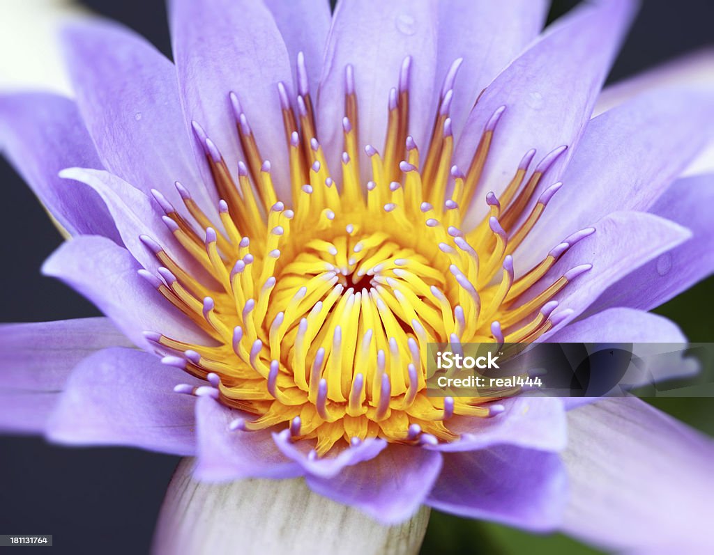 Rose fleur de lotus - Photo de Beauté de la nature libre de droits