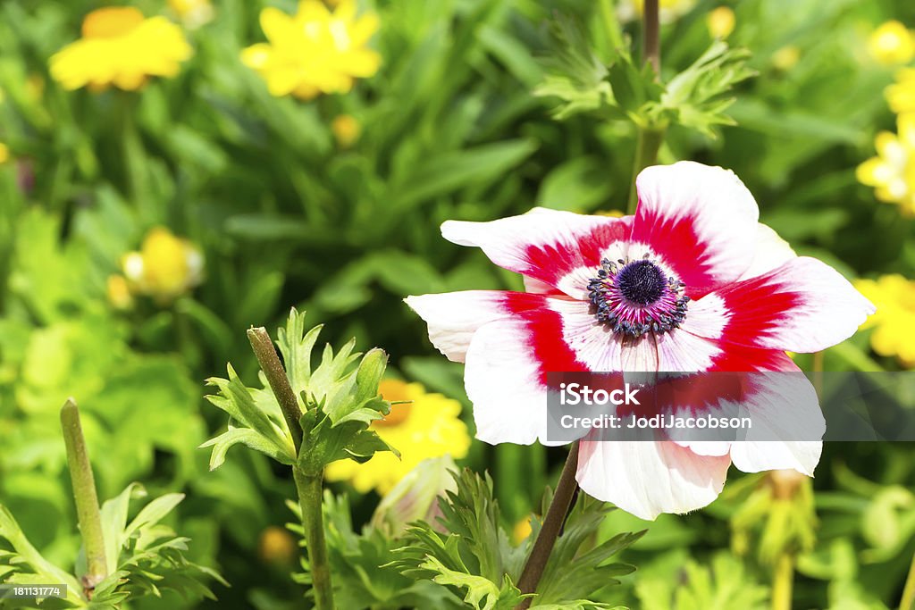 Rojo y blanco en un jardín de flores - Foto de stock de Aire libre libre de derechos