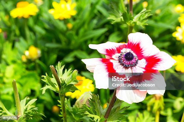 Rojo Y Blanco En Un Jardín De Flores Foto de stock y más banco de imágenes de Aire libre - Aire libre, Amarillo - Color, Belleza de la naturaleza