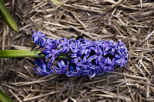 hyacinth purple lying on straw mulch