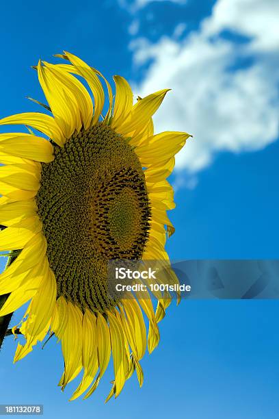 Foto de Girassóis e mais fotos de stock de Aberto - Aberto, Acessibilidade, Amarelo