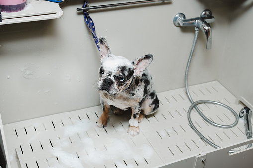 dog of the French bulldog breed stands in foam in a grooming salon