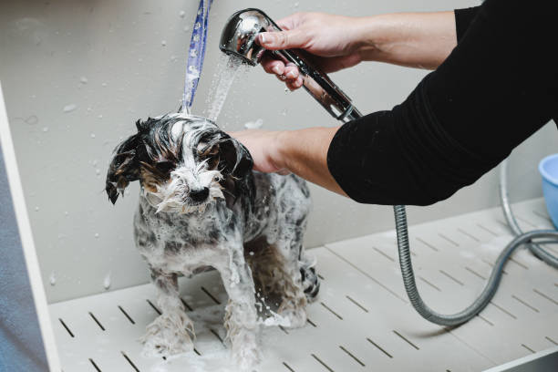 istock Groomer washes a small dog 1811321081