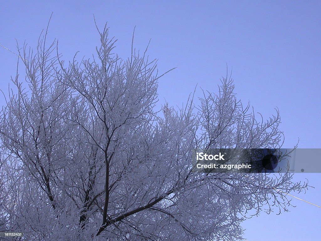 Inverno in pizzo - Foto stock royalty-free di Albero