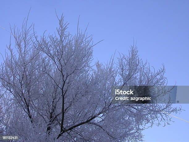 Inverno In Pizzo - Fotografie stock e altre immagini di Albero - Albero, Brina - Acqua ghiacciata, Brina - Ghiaccio