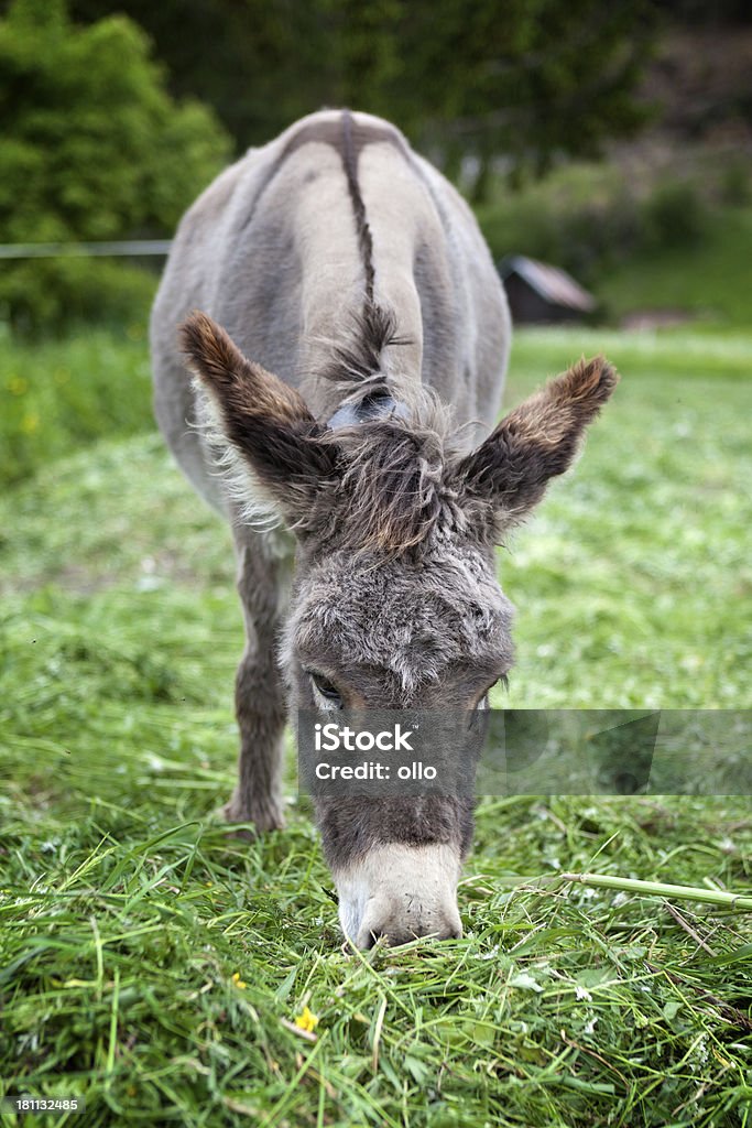 Esel - Lizenzfrei Agrarbetrieb Stock-Foto