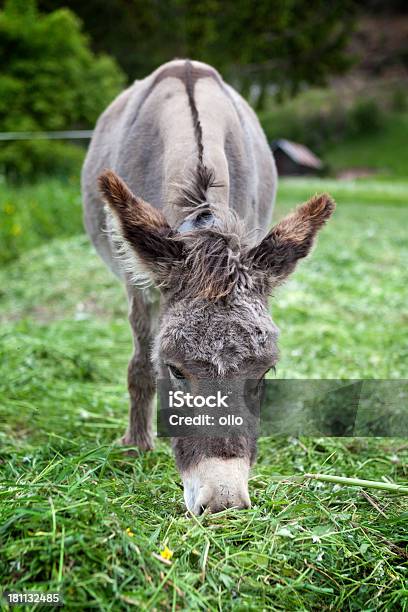 Esel Stockfoto und mehr Bilder von Agrarbetrieb - Agrarbetrieb, Braun, Domestizierte Tiere