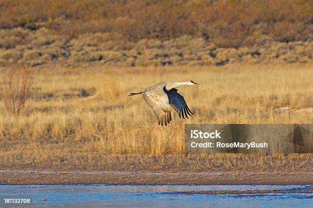 Una Gru Canadese Volare Attraverso Stagno - Fotografie stock e altre immagini di Ala di animale - Ala di animale, Ambientazione esterna, Animale