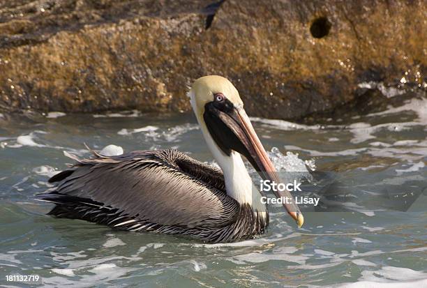 Pelicanopardo - Fotografias de stock e mais imagens de Animal - Animal, Ao Ar Livre, Beira d'Água