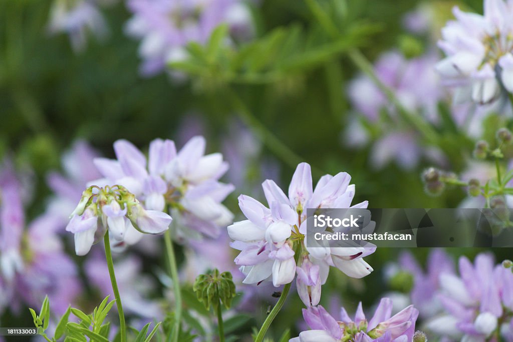 Beatiful liloac flores silvestres - Royalty-free Afiado Foto de stock