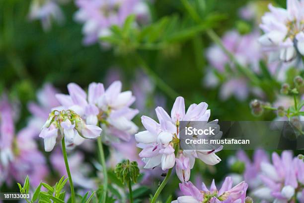 Beatiful Liloac Flores Silvestres - Fotografias de stock e mais imagens de Afiado - Afiado, Ao Ar Livre, Arrancar Ervas Daninhas