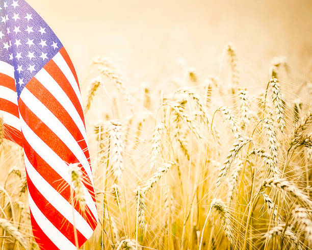 bandeira dos estados unidos da américa no campo de trigo - homegrown produce wheat organic crop imagens e fotografias de stock