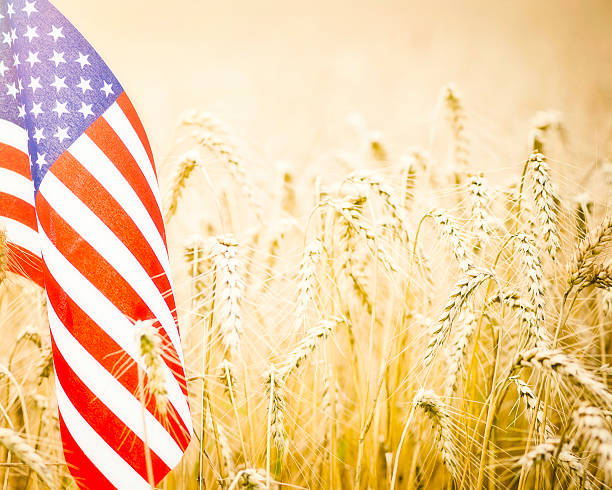 американский флаг в пшеница поле - homegrown produce wheat organic crop стоковые фото и изображения