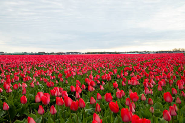 Free Stock Photo of Field of Red Tulips Under Cloudy Sky | Download ...