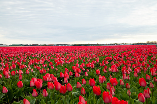 Pink closed tulips on a field under the sky with light clouds