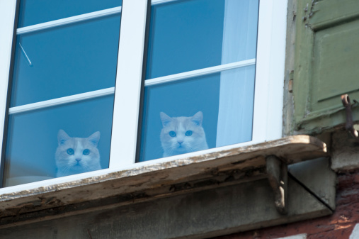 Cats behind a window, Felis silvestris catus