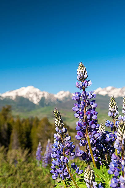 istock Closeup of Lupine 181133440