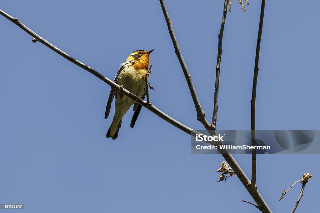 Blackburnian Gajówka (Dendroica fusca) - Zbiór zdjęć royalty-free (Prairie Warbler)