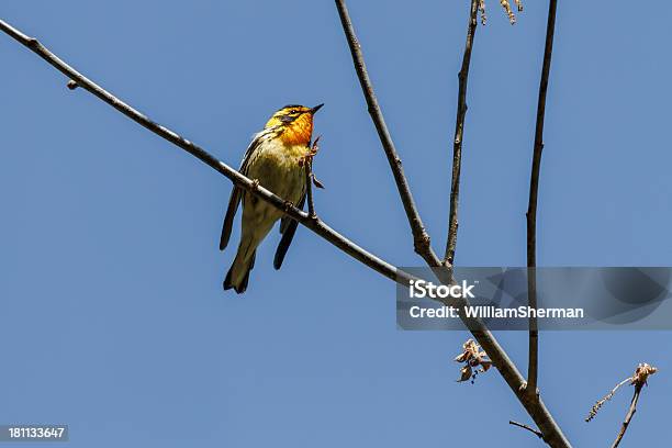 Blackburnian Gajówka - zdjęcia stockowe i więcej obrazów Prairie Warbler - Prairie Warbler, Czarny kolor, Dzikie zwierzęta