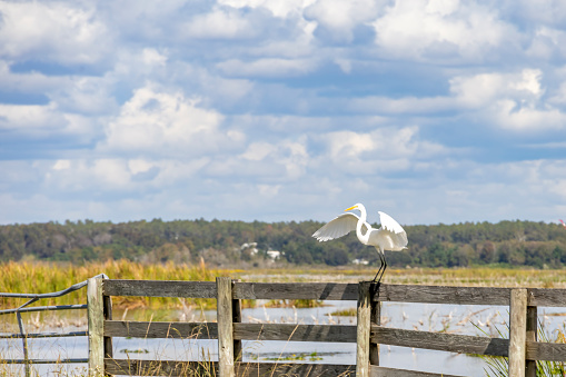 A white bird stands perched on a fence with its wings spread in Lake Apopka Wildlife Drive near Orlando, Florida.