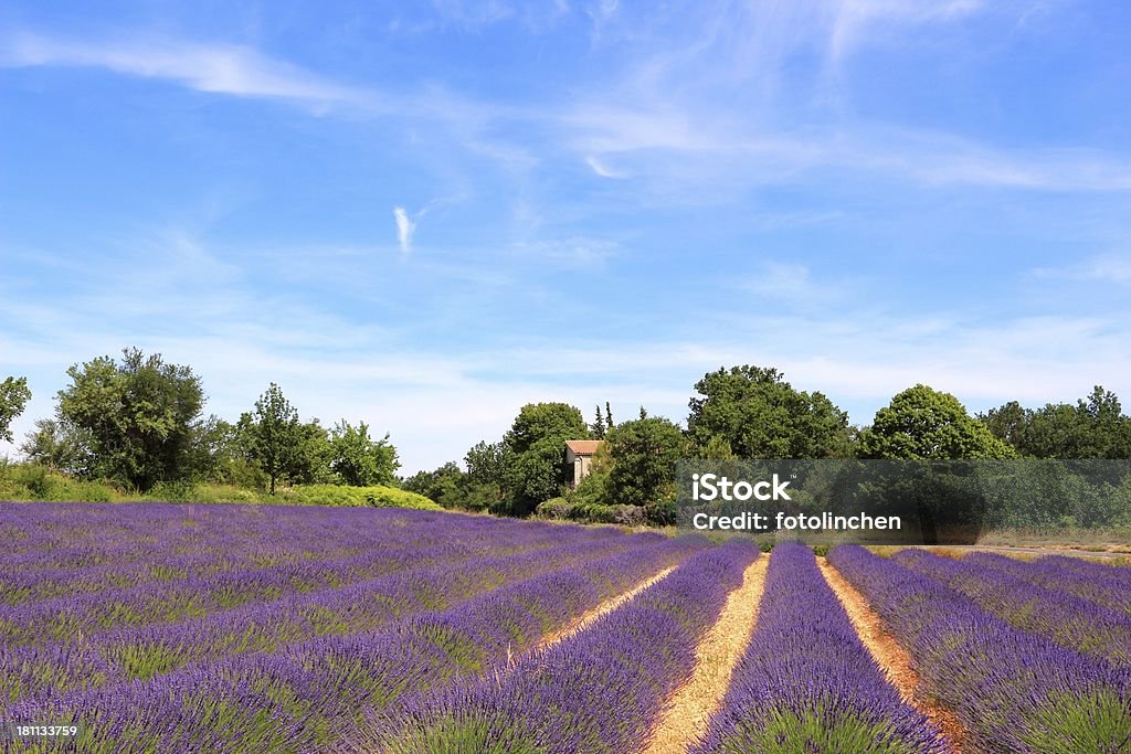 Lavendelfeld in der Provence, Frankreich - Lizenzfrei Agrarbetrieb Stock-Foto