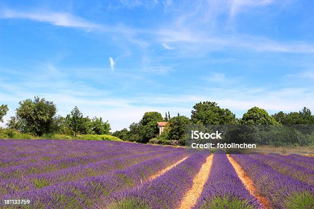 Lavendelfeld In Der Provence Frankreich Stockfoto und mehr Bilder von Agrarbetrieb - Agrarbetrieb, Bauernhaus, Blume