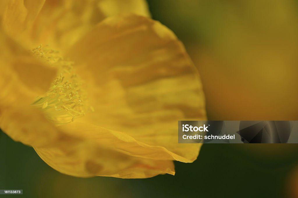 Amarillo amapola de islandia - Foto de stock de Amapola de Islandia libre de derechos