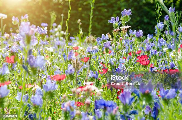 Bunte Wiese Mit Wildblumen Im Sommer Stockfoto und mehr Bilder von Baumblüte - Baumblüte, Biene, Blume