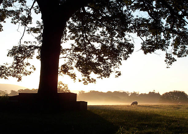 Sunrise mist stock photo