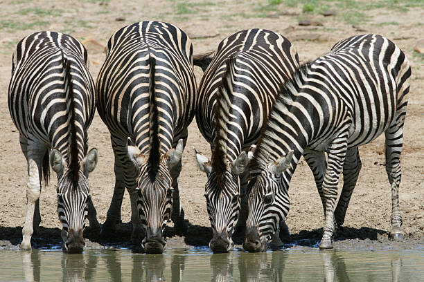 Four burchells zebra drinking with a reflection in the water below them