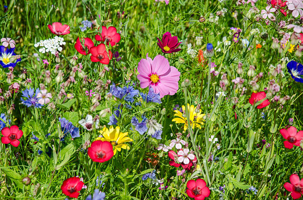 istock colorful meadow with wildflowers in summer 181134359