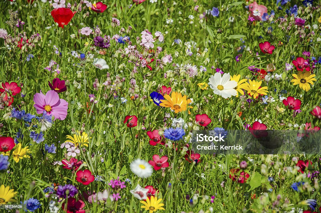 Bunte Wiese mit Wildblumen im Sommer - Lizenzfrei Wiese Stock-Foto