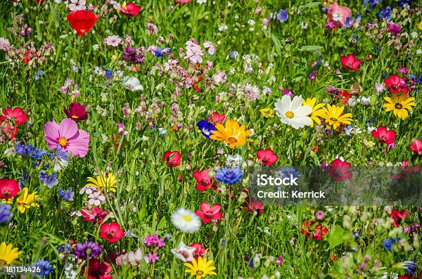 Bunte Wiese Mit Wildblumen Im Sommer Stockfoto und mehr Bilder von Wiese - Wiese, Blume, Wildblume