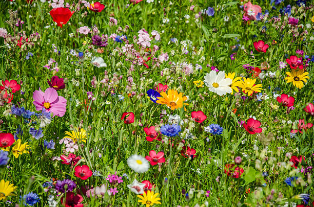 colorful meadow with wildflowers in summer