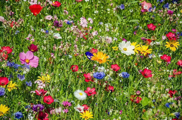 a lot of different flowers in a colorful wildflower meadow. Photo taken in June. More colorful meadows: