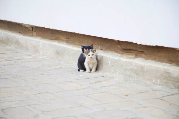 istock two beautiful cats near to each other 1811345503