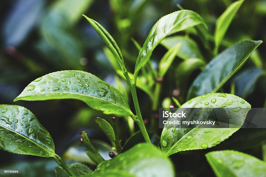 Tea Crop  Green Tea Stock Photo