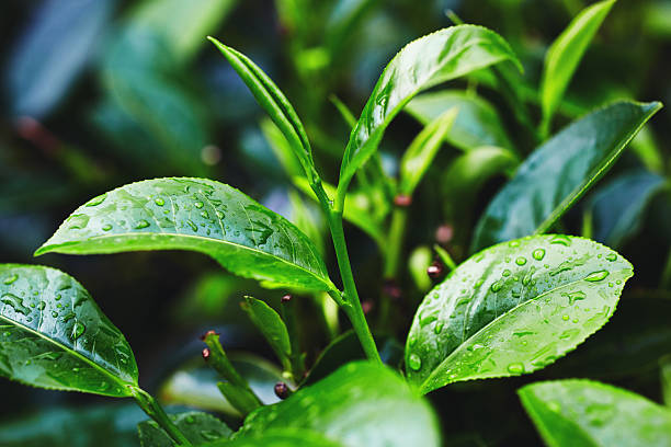 Tea Crop  camellia plant stock pictures, royalty-free photos & images