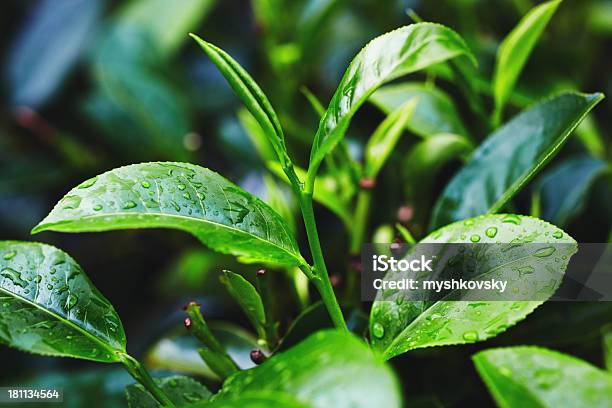 Tea Crop Stock Photo - Download Image Now - Green Tea, Leaf, Dried Tea Leaves