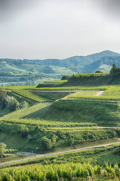 istock Kaiserstuhl Vineyards Germany 181134602