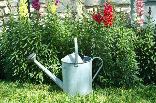 This is an antique tin watering can for the garden with nozzle facing left.  White space is available on the right.